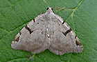 Macaria wauaria