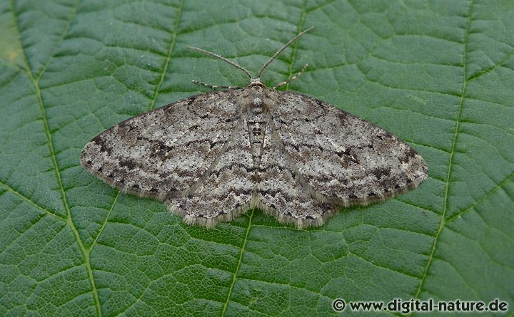 Zackenbindiger Rindenspanner Ectropis crepuscularia