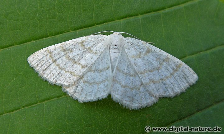 Braunstirn-Weißspanner Cabera exanthemata
