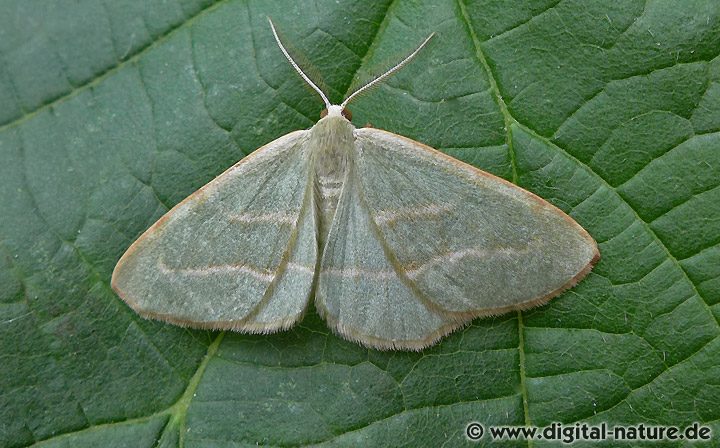 Hylaea fasciaria (f. prasinaria)