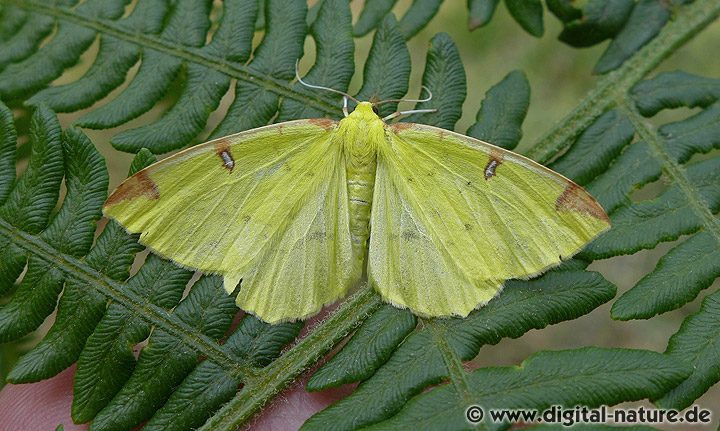 Gelbspanner Opisthograptis luteolata