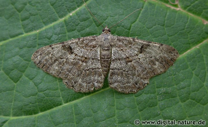 Rauten-Rindenspanner Peribatodes rhomboidaria