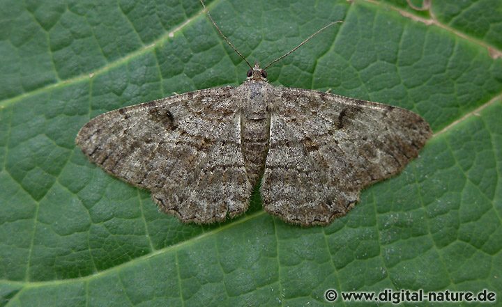 Rauten-Rindenspanner Peribatodes rhomboidaria