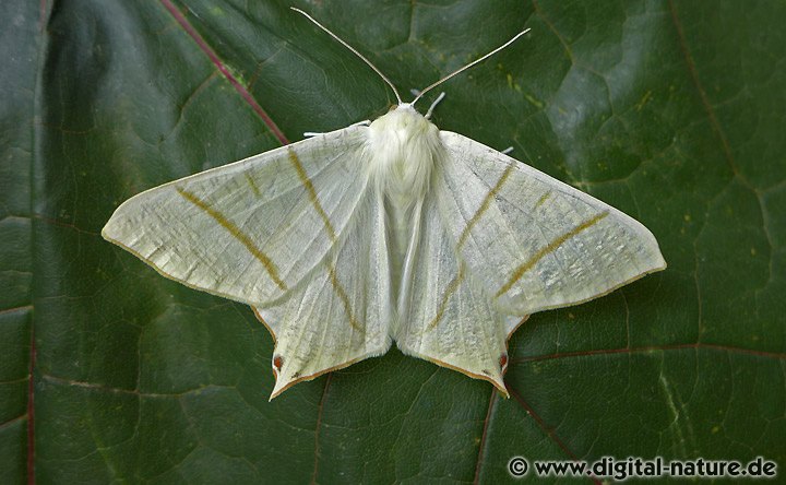 Nachtschwalbenschwanz Ourapteryx sambucaria