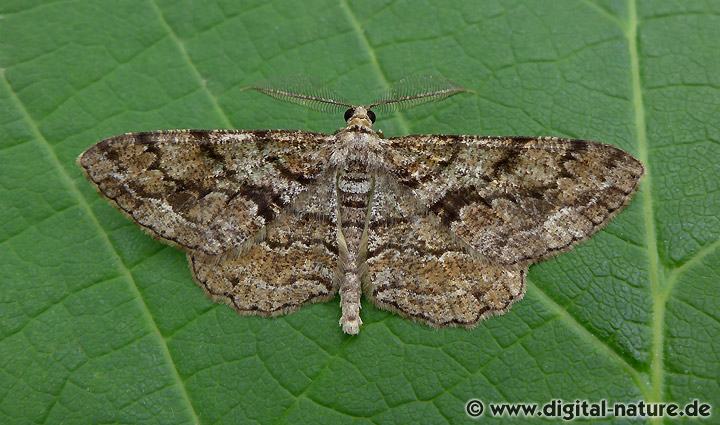 Nadelholz-Rindenspanner Peribatodes secundaria