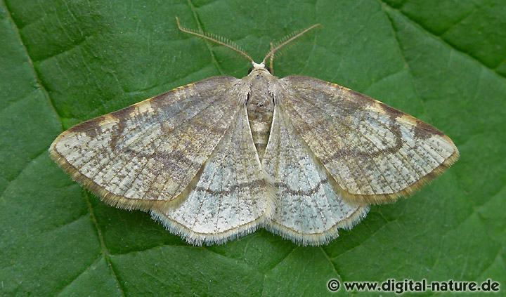 Dreifleck-Pappelspanner Stegania trimaculata