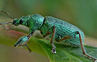 Phyllobius arborator