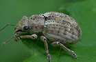 Strophosoma capitatum