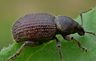 Otiorhynchus dieckmanni