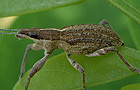 Großer Lupinenblattrandkäfer