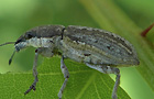 Grauer Blattrandrüssler