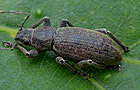 Brachyderes incanus