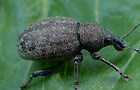 Otiorhynchus ligustici
