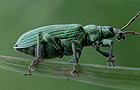 Grüner Laubrüssler