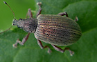 Polydrusus mollis
