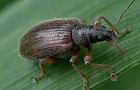 Zweifarbiger Schmalbauchrüssler