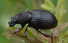 Erdbeerwurzelrüsselkäfer