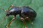 Barypeithes pellucidus