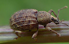 Otiorhynchus scaber