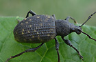 Otiorhynchus sulcatus