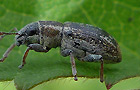 Sitona suturalis