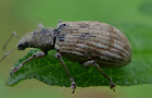 Marmorierter Glanzrüssler