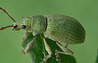 Phyllobius virideaeris