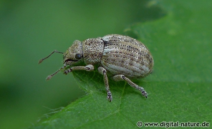 Forstschädling Strophosoma capitatum