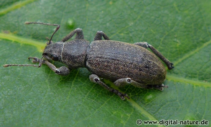 Grauer Kiefernnadelrüssler Brachyderes incanus