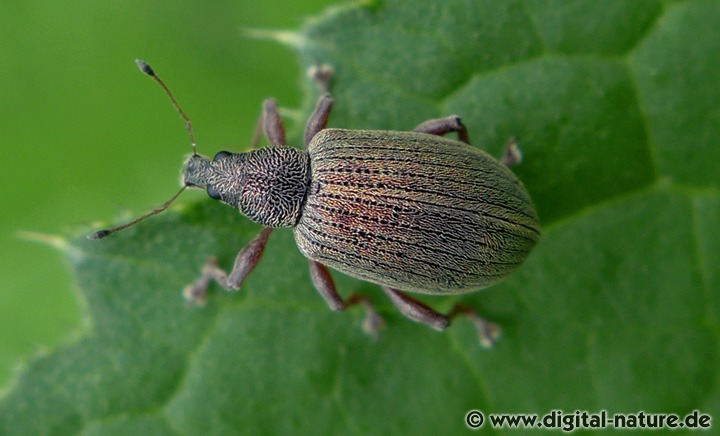 Kupfriger Glanzrüssler Polydrusus mollis