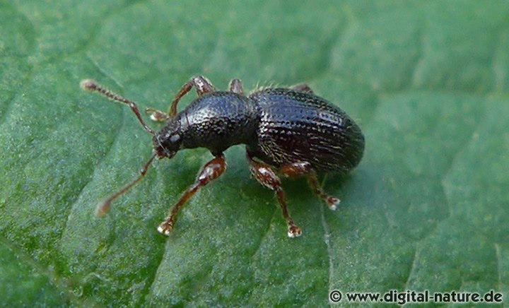 Schimmernder Trägrüssler Barypeithes pellucidus