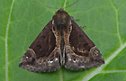 Hypena crassalis