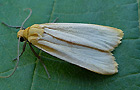 Eilema depressa