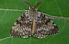 Lymantria dispar