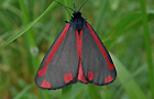 Erebidae