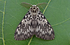 Lymantria monacha