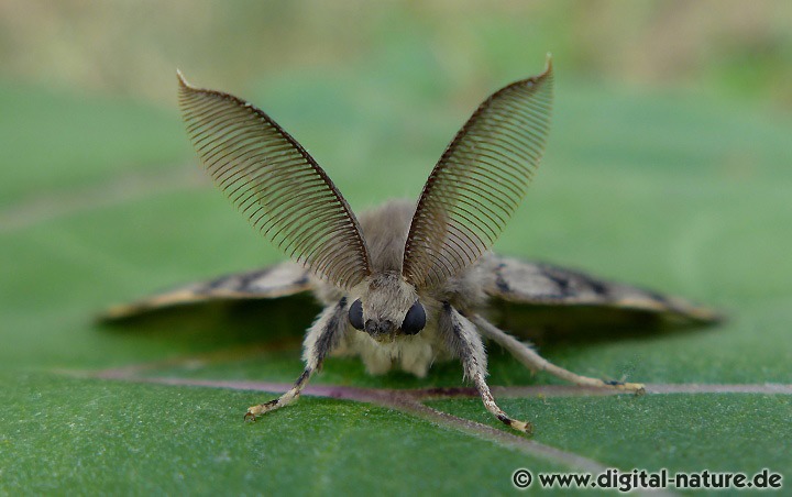 Lymantria dispar Männchen Merkmale
