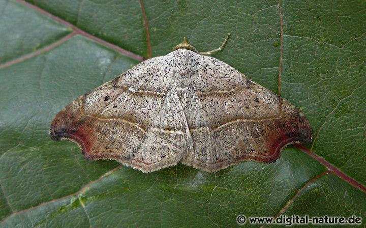 Sicheleule oder Flechten-Spannereule Laspeyria flexula