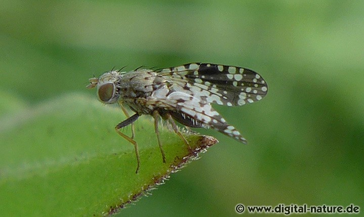 Bohrfliege Campiglossa misella