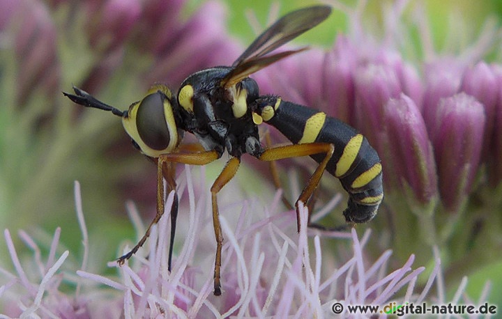 Conops scutellatus findet man auf Ruderalflächen oder im Hecken-Biotop