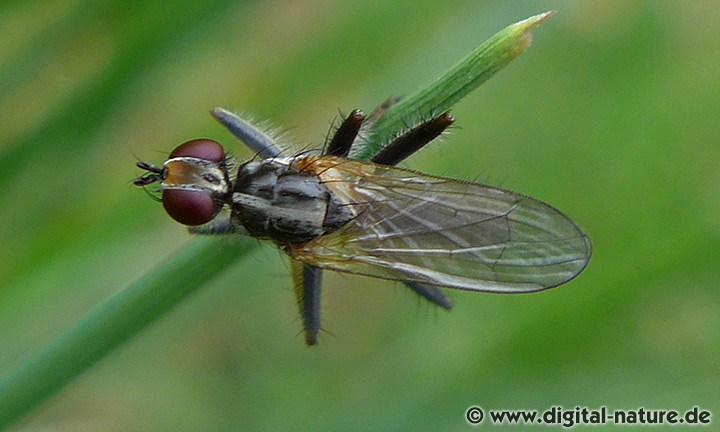 Cordilura pubera Lebensräume