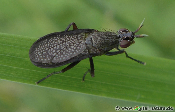 Coremacera marginata findet man auf Lichtungen oder im Wiesen-Biotop