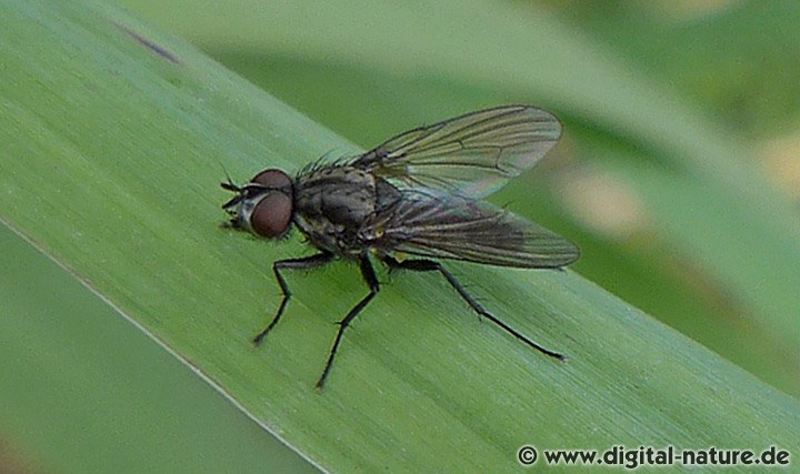 Kleine Kohlfliege Delia radicum