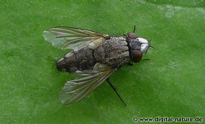 Metopia argyrocephala