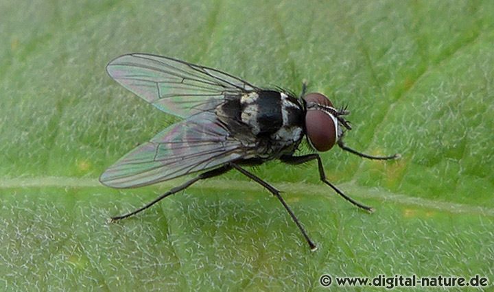 Fliege Limnophora trigrina