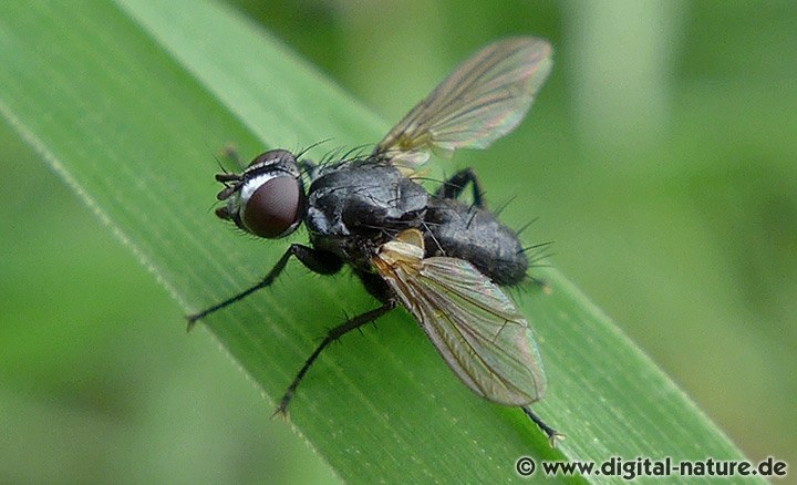 Erdwanzenfliege Phania funesta
