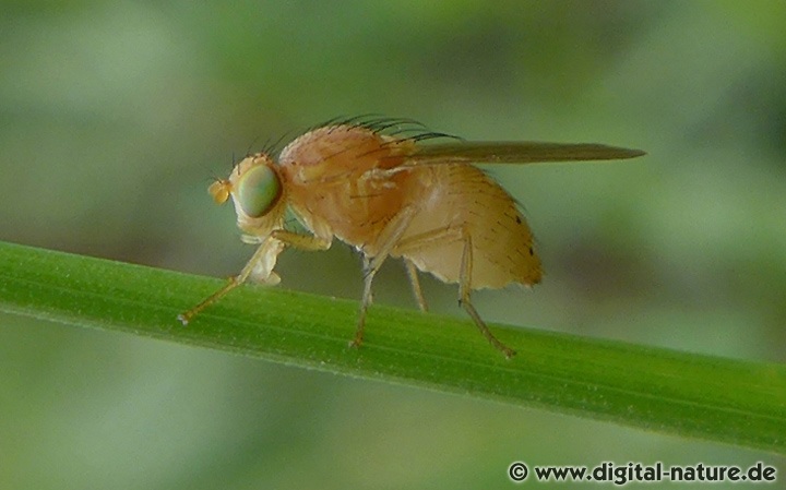 Sapromyzosoma quadripunctata