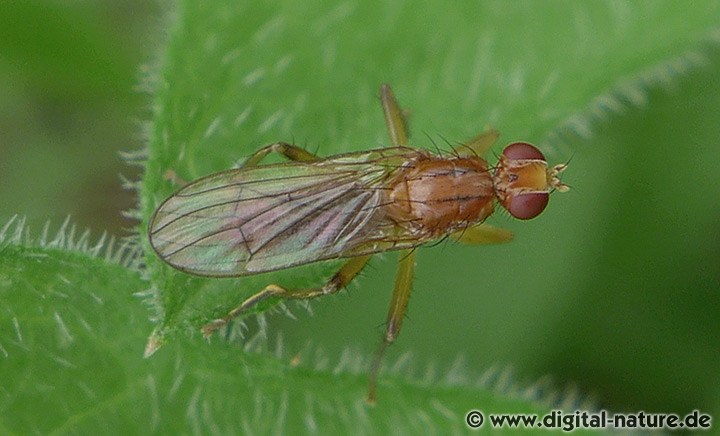 Norellia spinimanum Lebensräume