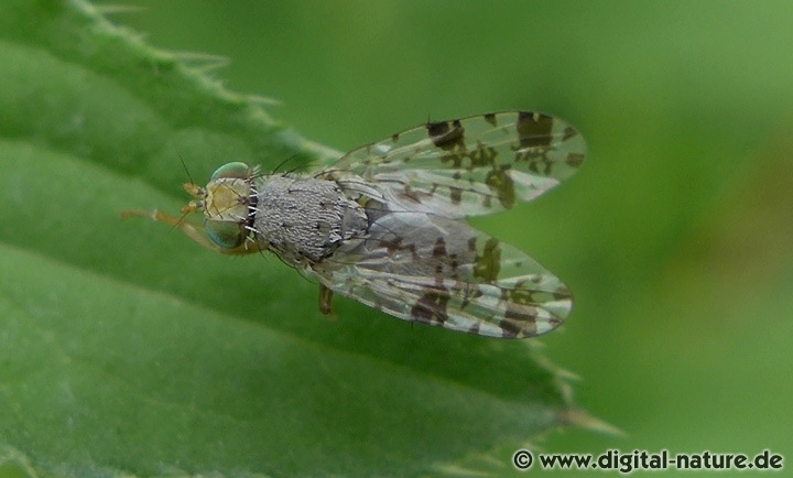 Bohrfliege Tephritis hyoscyami