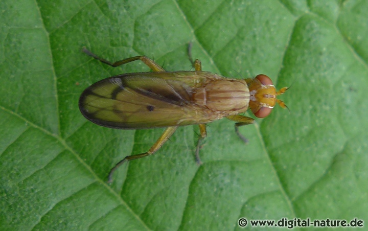Die Larven der Hornfliege Tetanocera phyllophora leben parasitisch